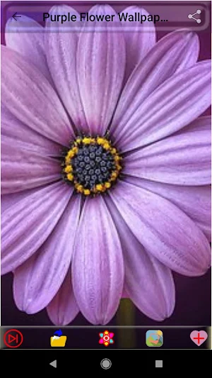 Purple Flower Wallpapers Screenshot 3