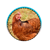 Aviculture moderne