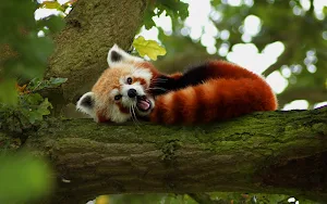 Red Panda Wallpapers Screenshot 2