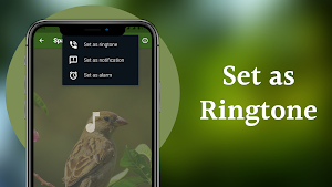 Sparrow Sounds - Sparrow Calls Ringtone Screenshot 3