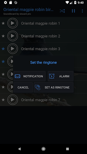 Oriental magpie-robin sounds ~ Sboard.pro Screenshot 2