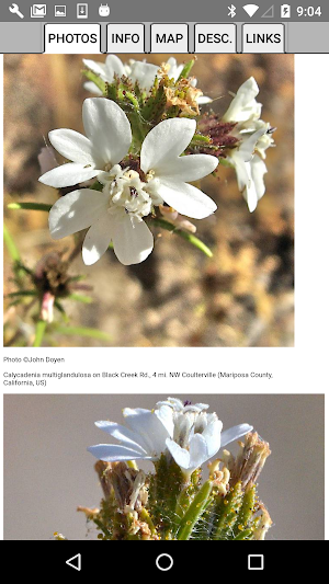 San Francisco Bay Area Wildflowers Screenshot 3