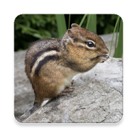 Chipmunk Sound Collections ~ Sclip.app