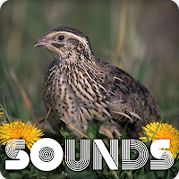 Quail Bird Call Sound Ringtone
