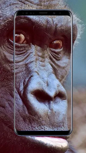 Gorilla Wallpapers Screenshot 1
