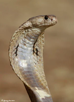 Indian Cobra Snake Wallpapers Screenshot 3