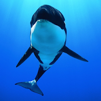 Underwater Whale Sounds Sleep