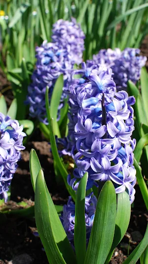 Hyacinth Wallpapers Screenshot 3