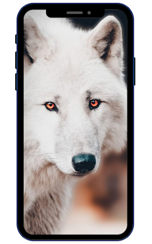 White Wolf Wallpapers Screenshot 3