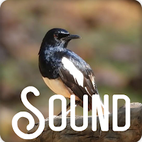 Oriental Magpie Robin Sounds