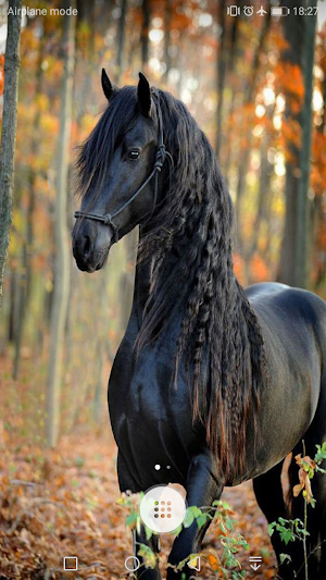 Horse Wallpaper Screenshot 2