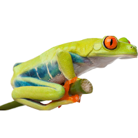 Frog Wallpapers