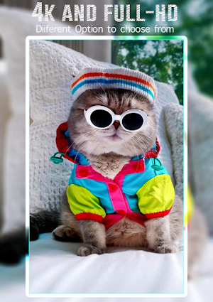 kucing wallpaper kucing Screenshot 0