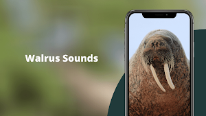 Walrus Sounds Screenshot 0
