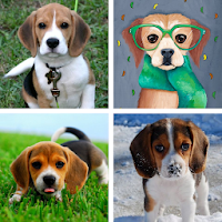 Beagle Wallpapers: HD Images, Free Pics download