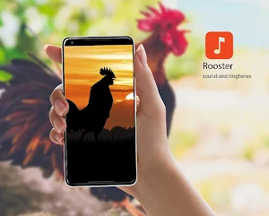Rooster Ringtones Screenshot 0
