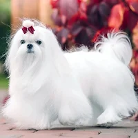 Maltese Dog wallpapers