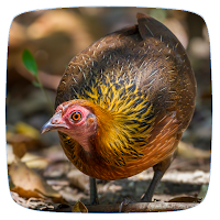 Red Junglefowl Sounds