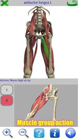 Visual Anatomy 2 Screenshot 2