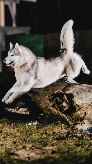 Dogs HD Wallpaper (offline) Screenshot 0