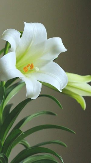 Easter Lily Wallpaper Screenshot 3