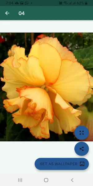 Imágenes de flores hermosas Screenshot 1
