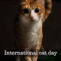 international cat day 2023
