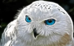 Snowy Owl Wallpapers Screenshot 1