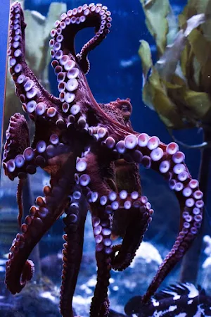 Octopus Wallpapers Screenshot 1