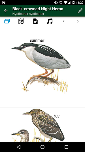Birds of Eastern Europe Screenshot 2