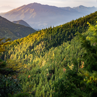 Forest Wallpapers