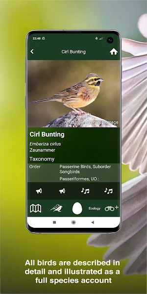 All Birds UK  - A Sunbird Field Guide Screenshot 3
