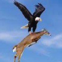 Eagle bird wallpaper HD