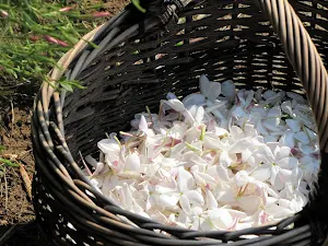 Jasmine Flowers Wallpapers Screenshot 1