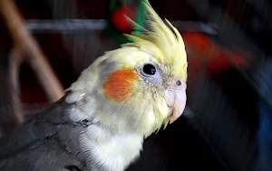 Cockatiel bird Wallpapers Screenshot 1