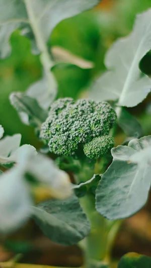 Broccoli Wallpaper Screenshot 2