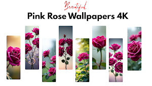 Pink Rose Wallpaper Screenshot 0
