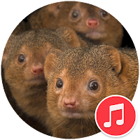 Mongoose Sounds