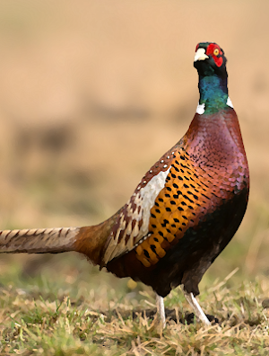 Pheasant sounds ~ Sboard.pro Screenshot 0