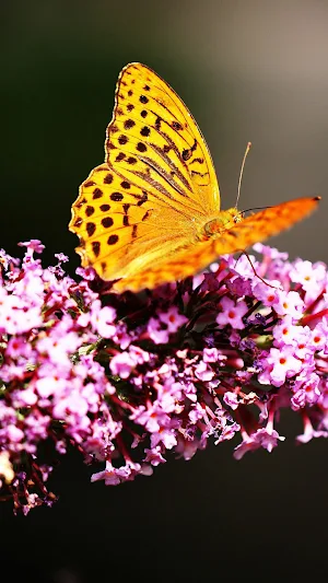 Butterfly Wallpaper 4K Screenshot 0