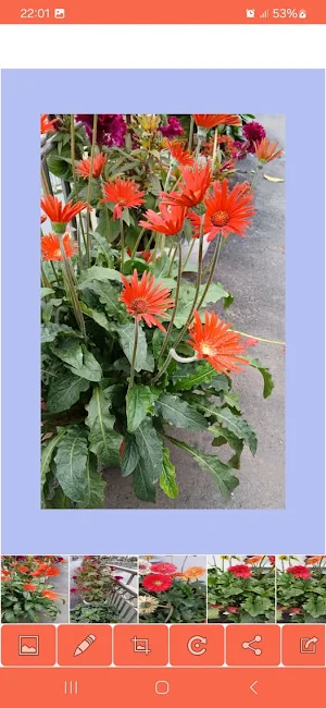 Album Image Screenshot 2