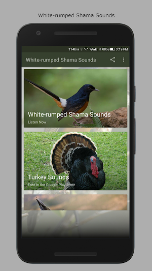 White-rumped Shama Sounds Screenshot 0
