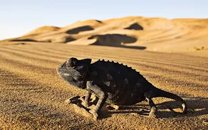 Chameleon Wallpaper HD Screenshot 2