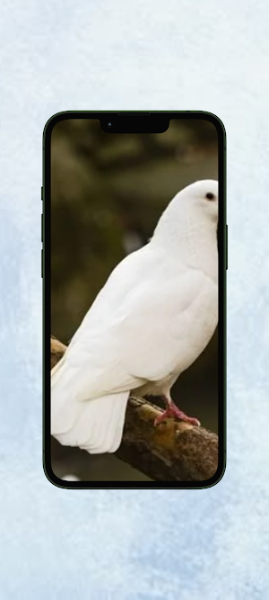 Merpati WalL Screenshot 1