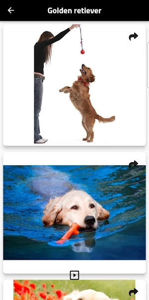 dog Screenshot 0