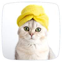 Cat Care & Grooming Guide