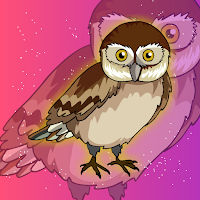 GlaucidiumOwlEscapeFromCage