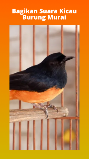 Masteran Burung Murai Mp3 Screenshot 3
