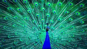 Peacock Wallpapers Screenshot 1