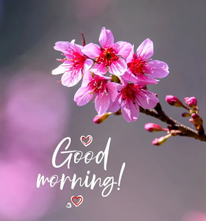 Good Morning Flowers Images Screenshot 3
